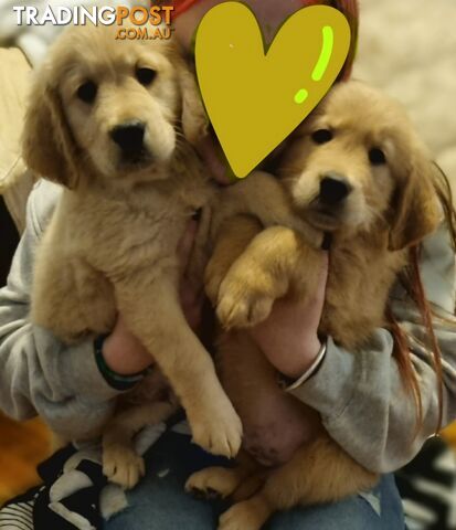 Purebred Golden Retriever puppies. READY NOW!