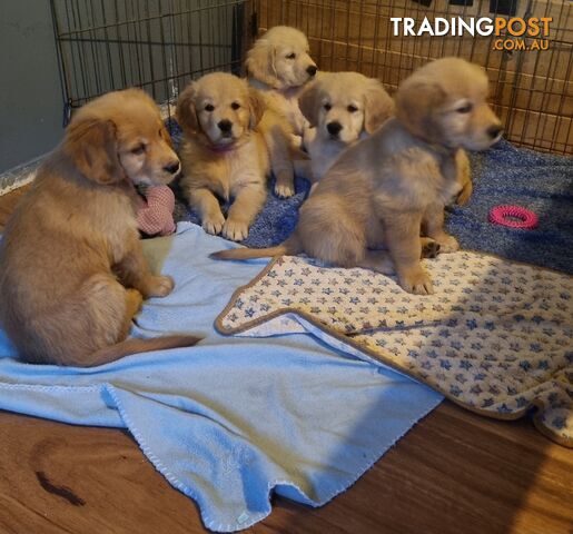 Purebred Golden Retriever puppies. READY NOW!