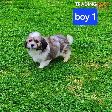 Maltese Shih Tzu x Bichon Frise Puppies