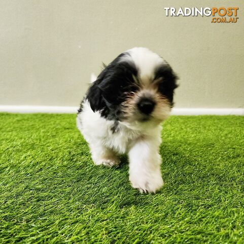 Maltese Shih Tzu Puppies