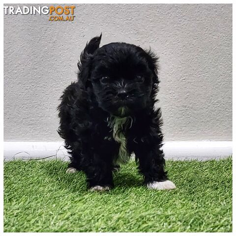 Maltese x Shih Tzu Puppies