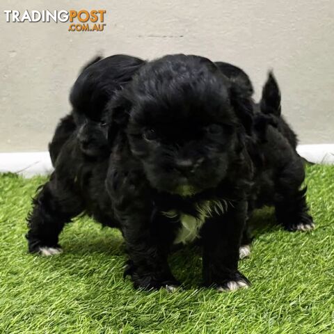 Maltese x Shih Tzu Puppies