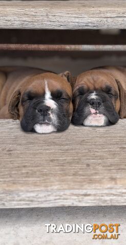 Boxer Puppies