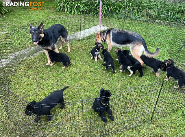 Purebred working dog line German Shepherd puppies