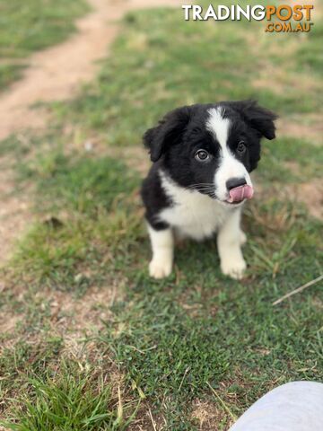 Border collie puppies