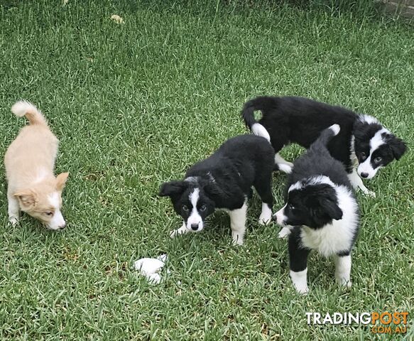 Pure Border collie puppies