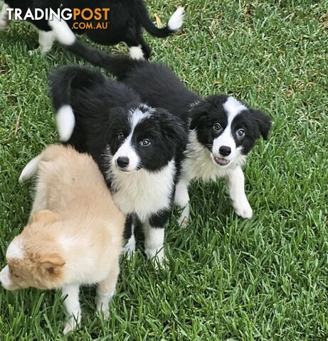 Pure Bred Border collie puppies (DNA parents)