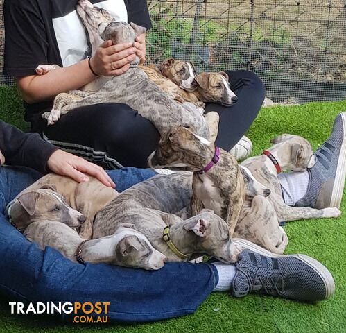 Pedigree Whippet Puppies