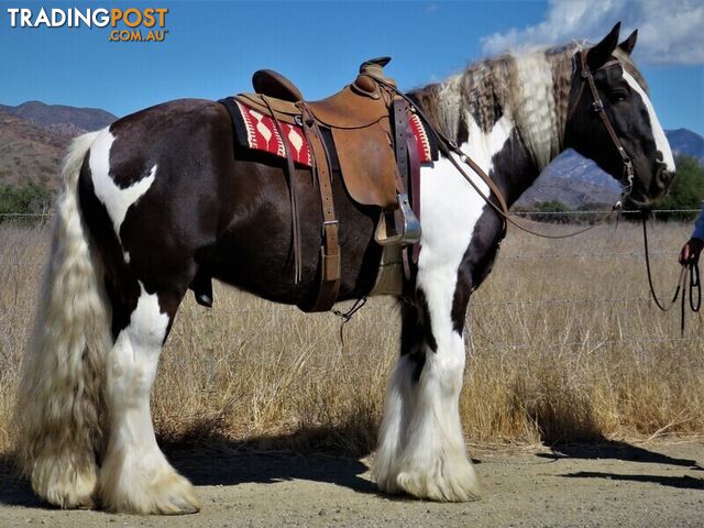 8 Years old 15.3 hh Gypsy Vanner Gelding!