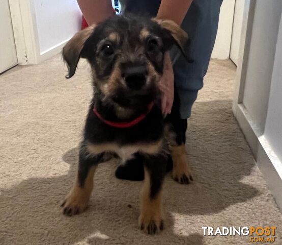 Border Collie x pups