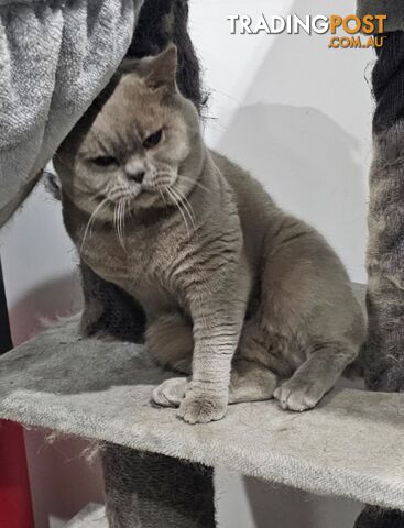 British Shorthair Lilac