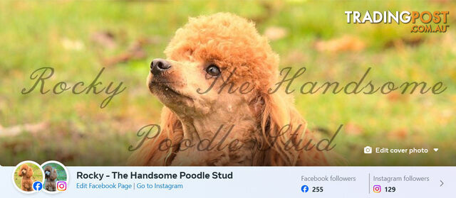Purebred DNA Clear Red Toy Poodle for STUD Service (Natural, AI, Frozen and Chilled Semen)
