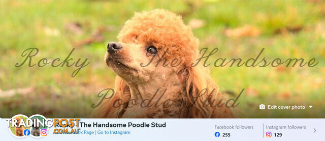 Toy poodle trading outlet post