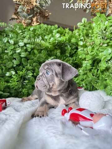 French Bulldog Puppies