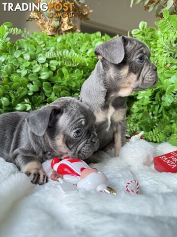 French Bulldog Puppies