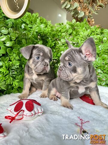 French Bulldog Puppies