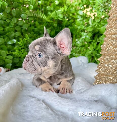 French Bulldog Puppies