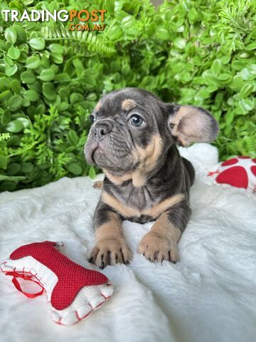 French Bulldog Puppies