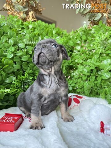 French Bulldog Puppies