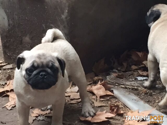 Purebred Pug Pup