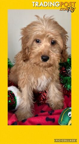 CAVOODLE PUPPIES READY FOR NEW HOMES FOR XMAS