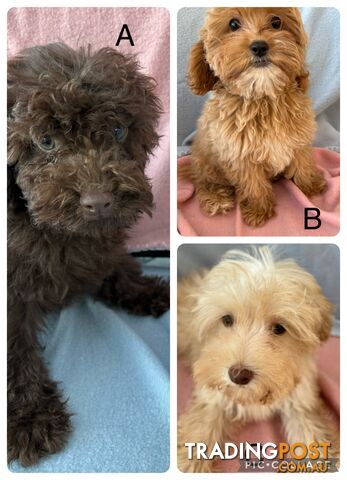 TOY CAVOODLE PUPPIES