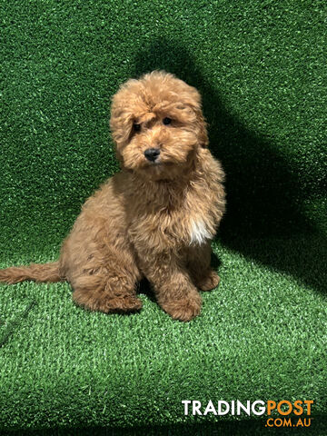 CAVOODLE PUP