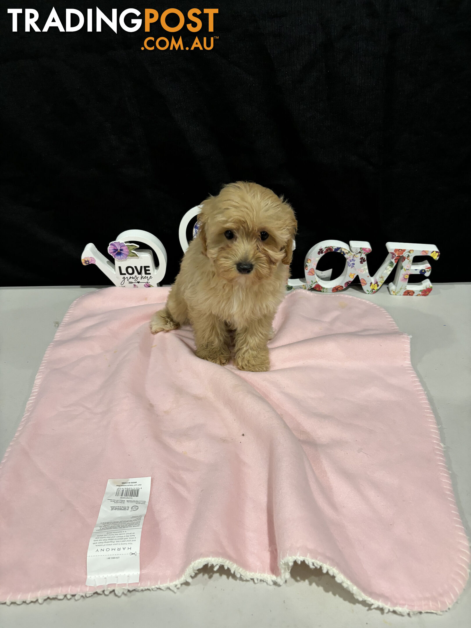 TOY CAVOODLE PUPPIES