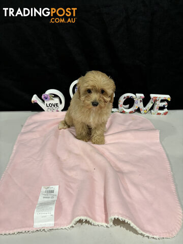 TOY CAVOODLE PUPPIES