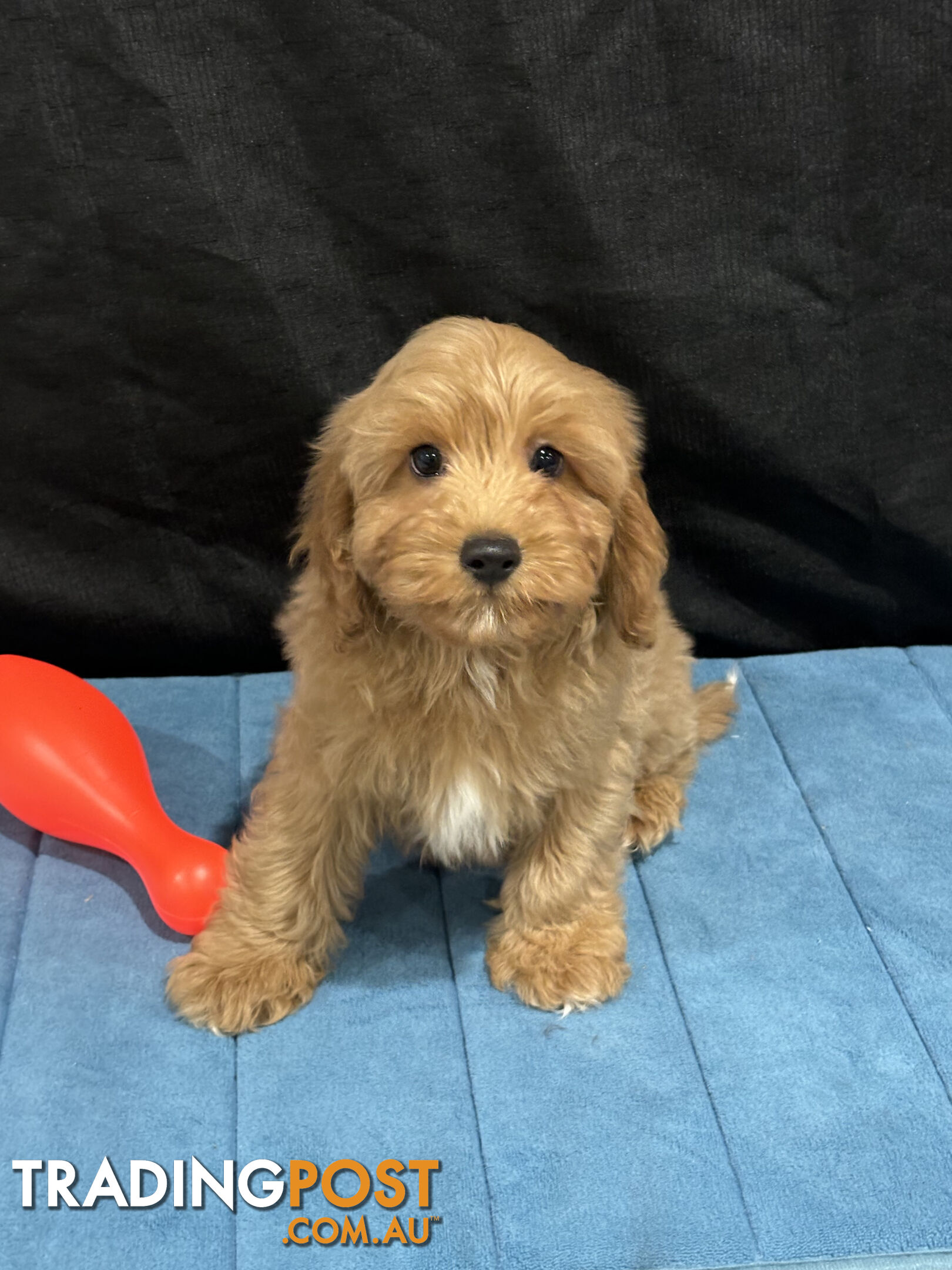 TOY CAVOODLE PUPPIES