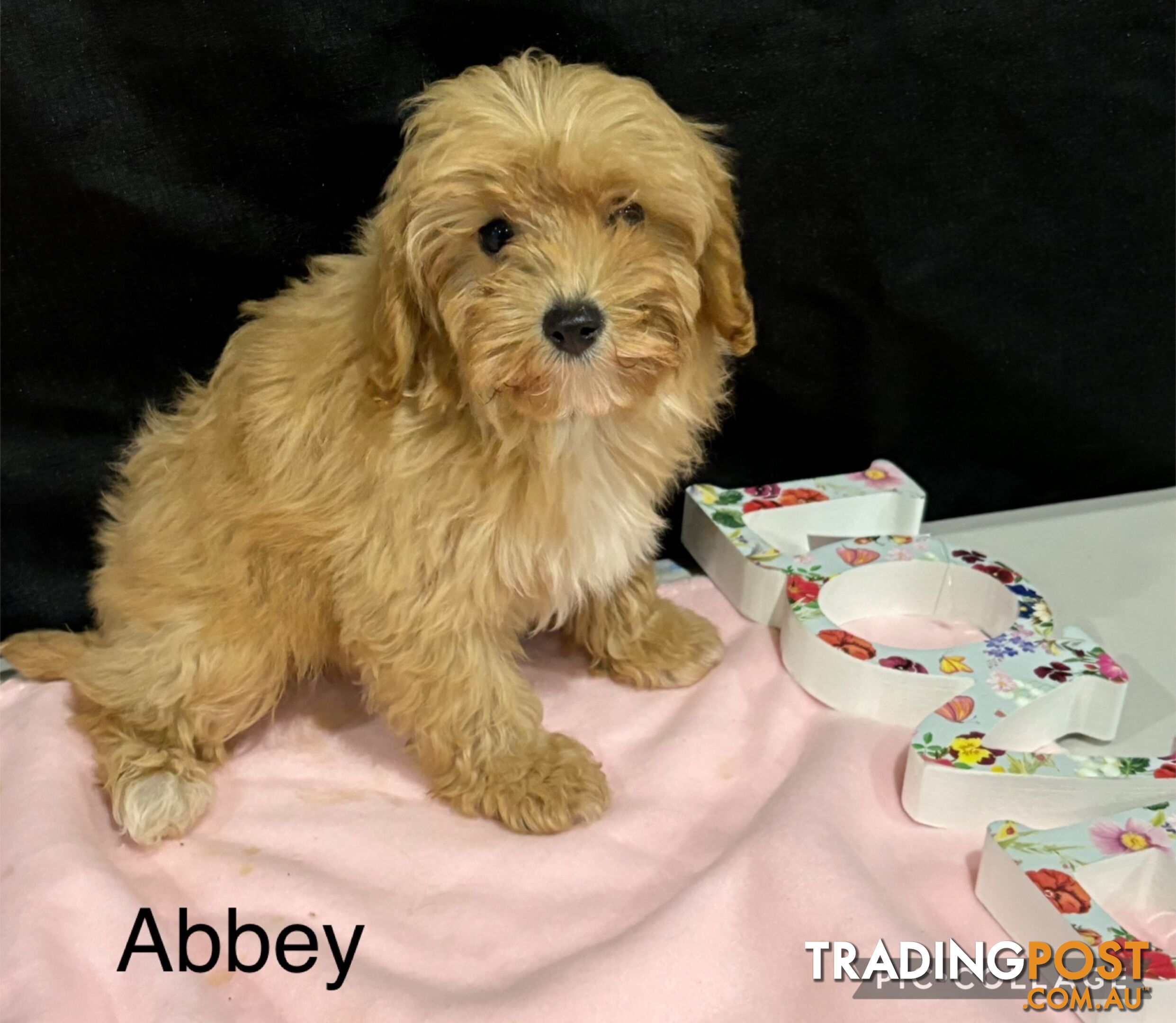 TOY CAVOODLE PUPPIES