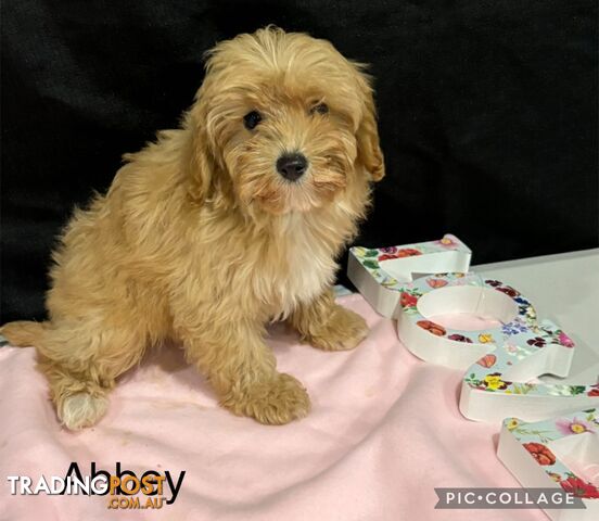 TOY CAVOODLE PUPPIES