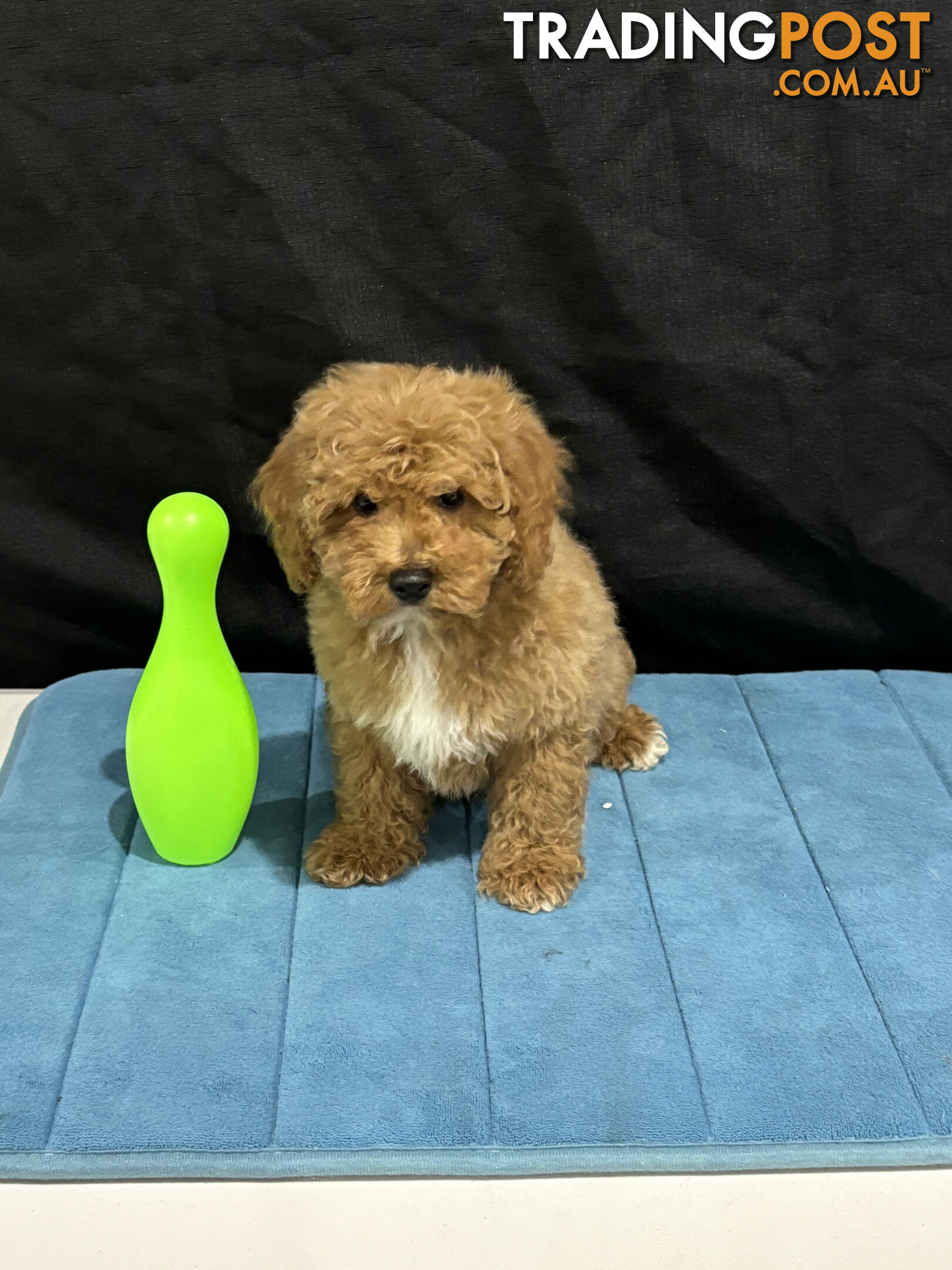 TOY CAVOODLE PUPPIES