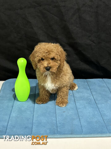 TOY CAVOODLE PUPPIES