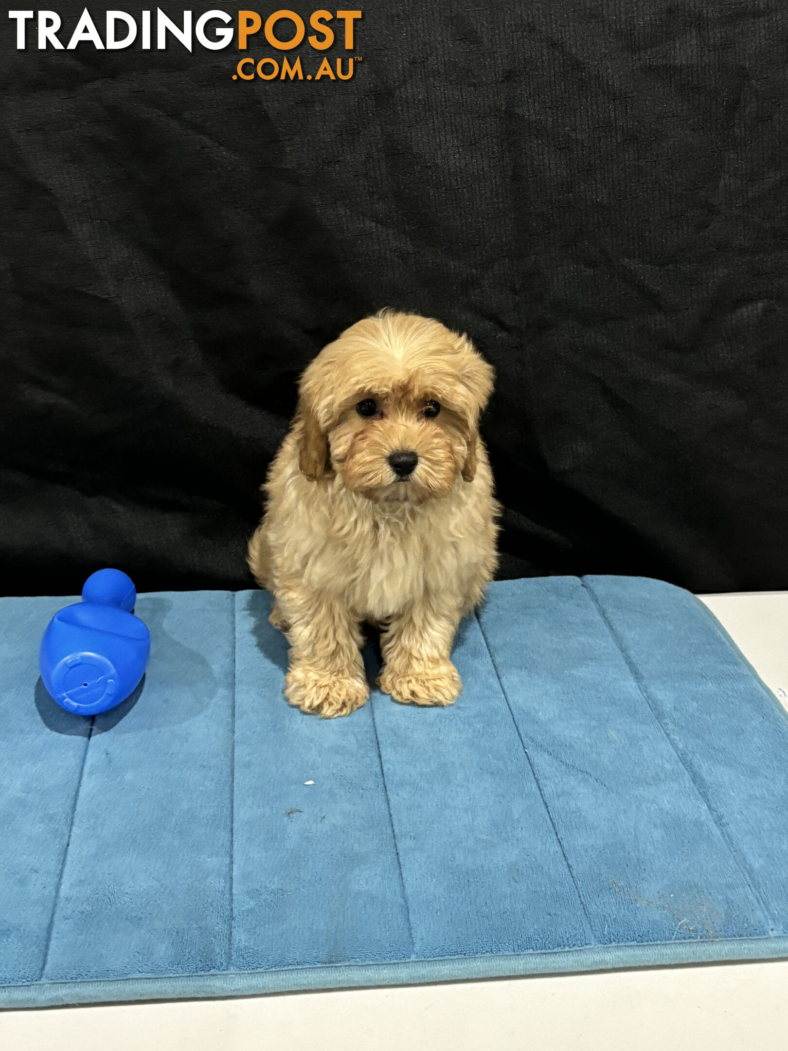 TOY CAVOODLE PUPPIES