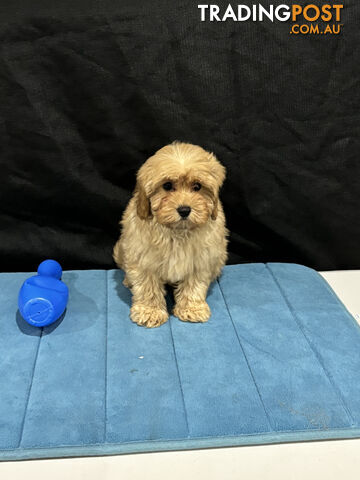 TOY CAVOODLE PUPPIES