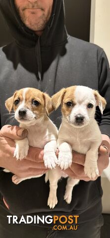 Jack Russell Puppies