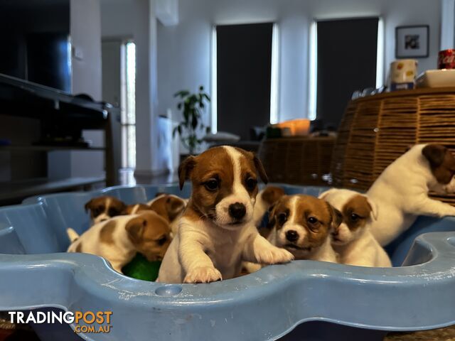 Pure bred Jack Russell Terrier puppies
