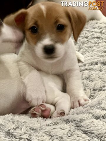 Pure bred Jack Russell Terrier puppies ((ready to go ))