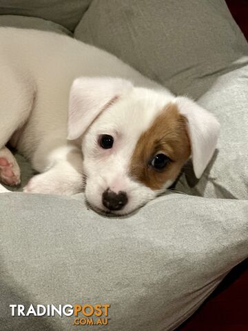 Pure bred Jack Russell Terrier puppies ((ready to go ))
