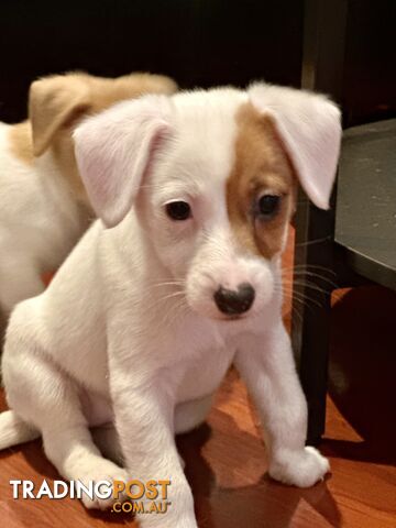 Pure bred Jack Russell Terrier puppies