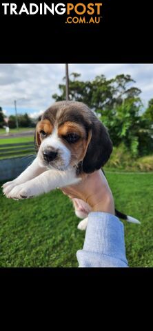 Pure-bred beagle puppies