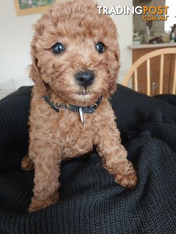 Toy Poodle x Bichon Puppies for sale