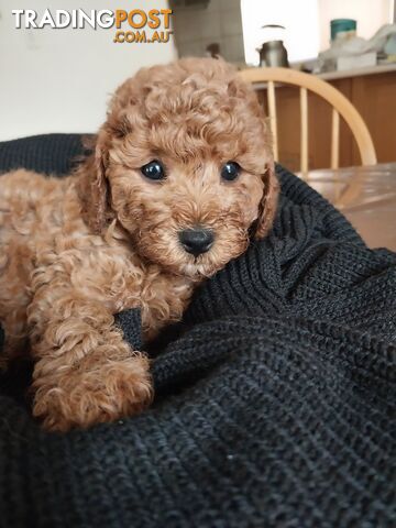 Toy Poodle x Bichon Puppies for sale