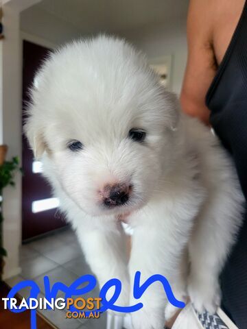 Beautiful samoyed puppies - 3 boys and 1 girl!