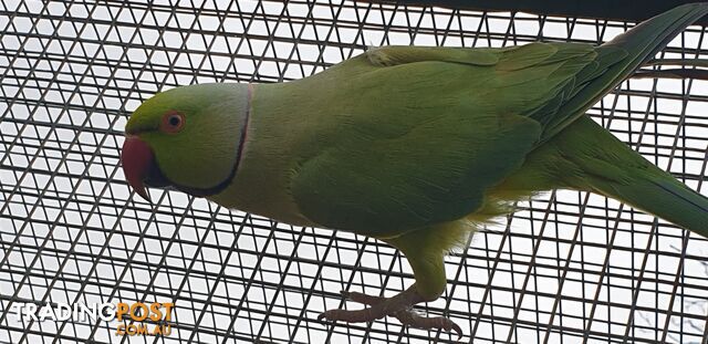 Indian Ringneck