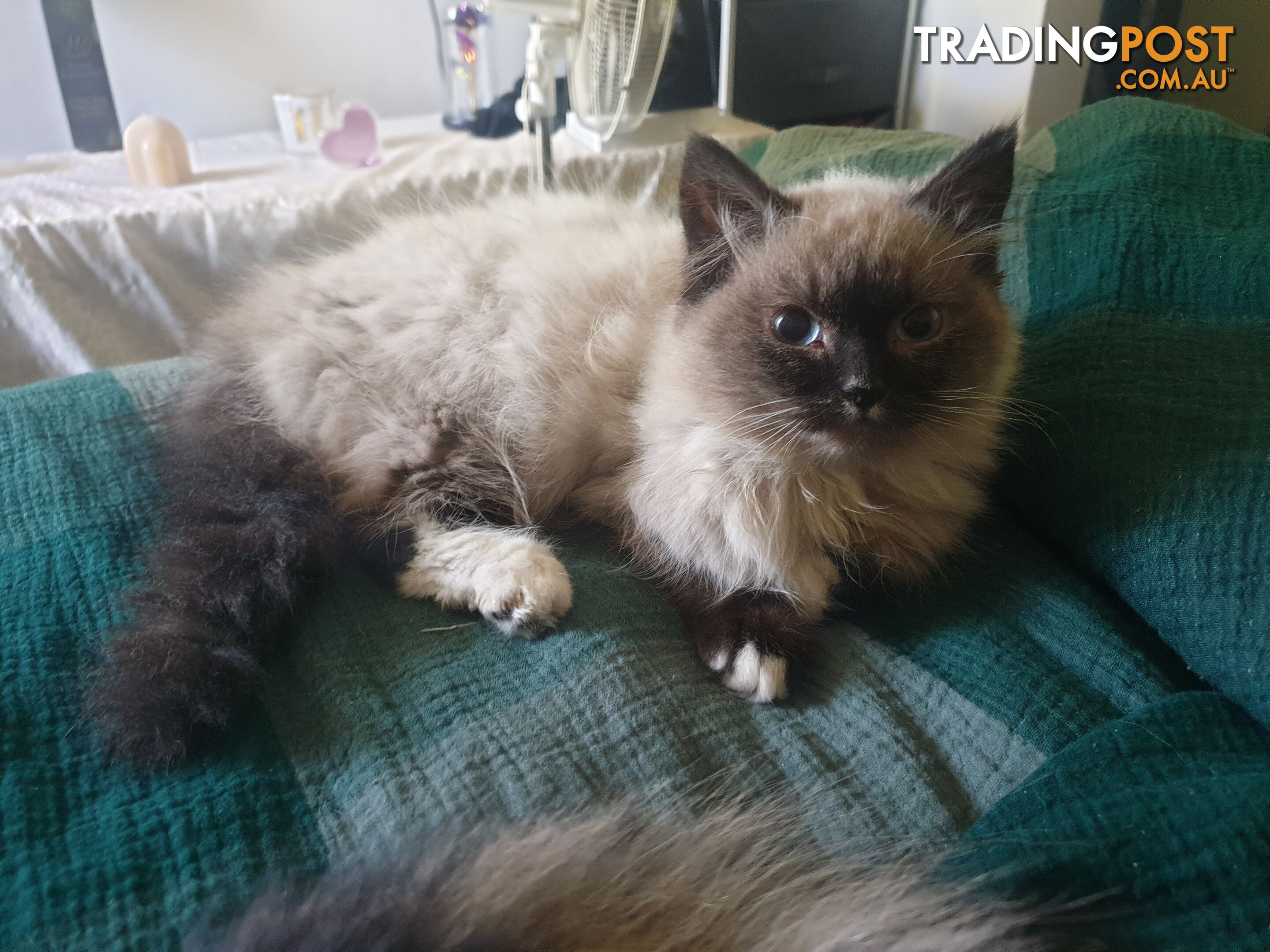 Male Ragdoll Kitten