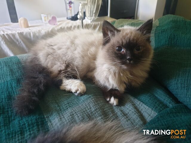 Male Ragdoll Kitten