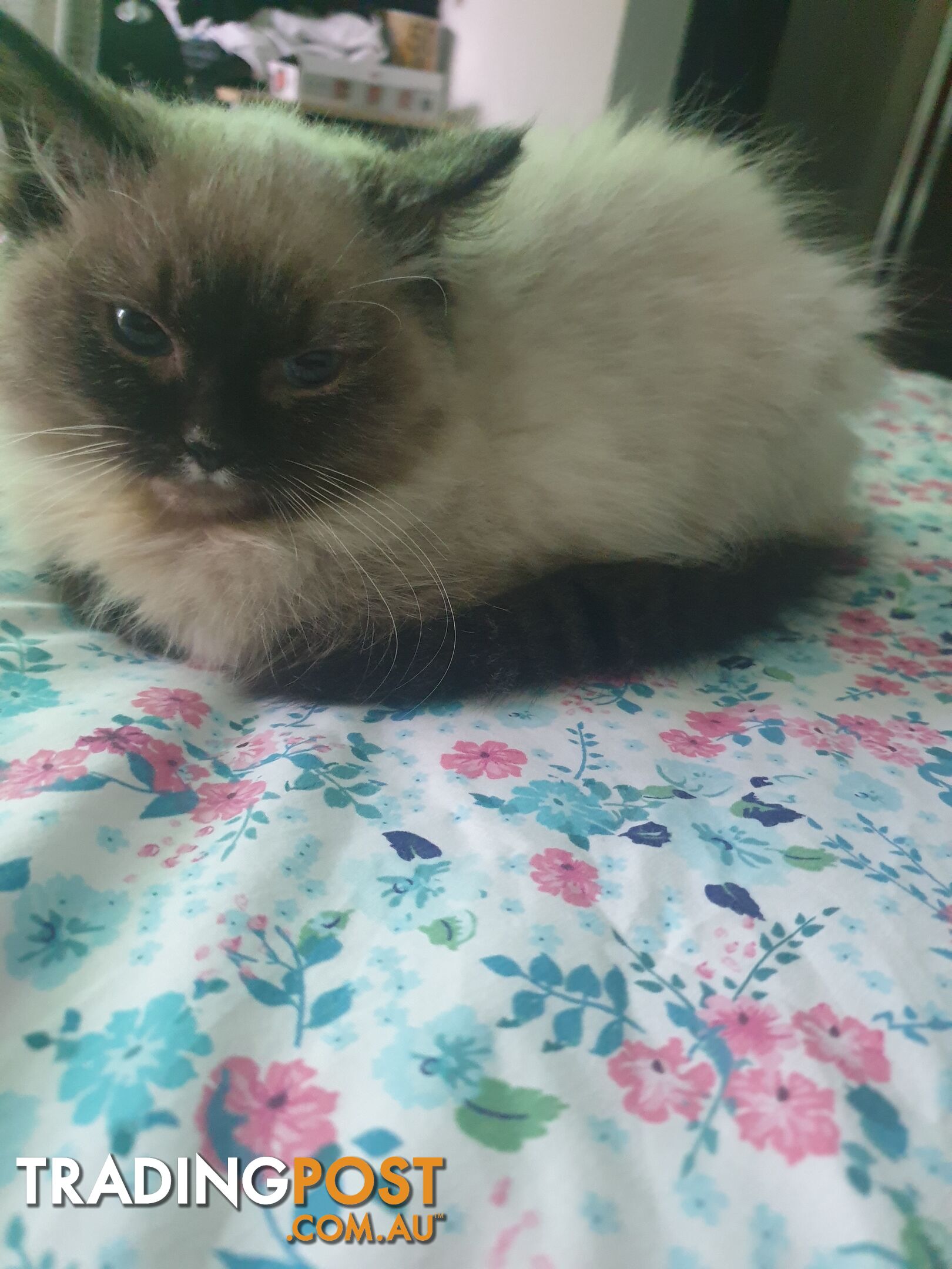 Male Ragdoll Kitten