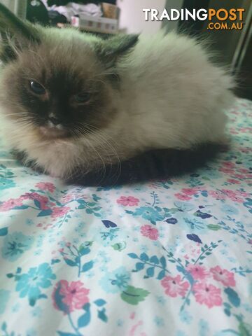 Male Ragdoll Kitten